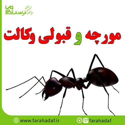مورچه و قبولی وکالت